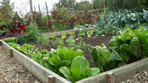 Starting-a-Vegetable-Garden-e1606321117397.jpg